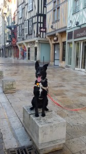 éducateur canin Troyes et ses environs